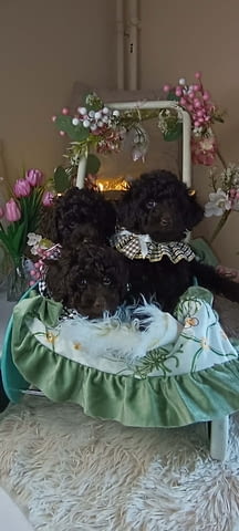 Кафяв пудел, женски Пудел той, 2 месеца, Ваксинирано - Да - град Извън България | Кучета - снимка 7