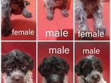 Lagotto romagniolo puppies