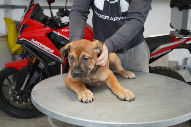 Южноафрикански мастиф – Boerboel кученца Другa, Ваксинирано - Да, Обезпаразитено - Да - град Извън България | Кучета - снимка 1