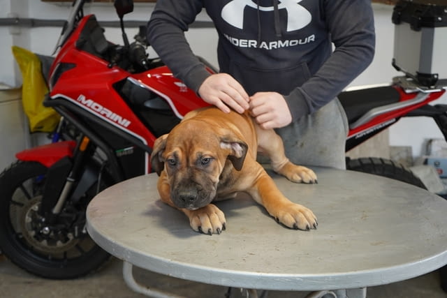 Южноафрикански мастиф – Boerboel кученца Другa, Ваксинирано - Да, Обезпаразитено - Да - град Извън България | Кучета - снимка 2