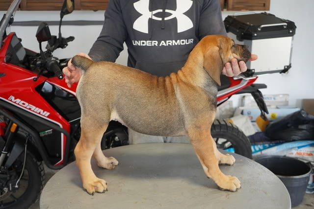 Южноафрикански мастиф – Boerboel кученца Другa, Ваксинирано - Да, Обезпаразитено - Да - град Извън България | Кучета - снимка 3
