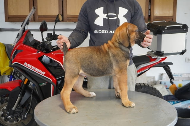 Южноафрикански мастиф – Boerboel кученца Другa, Ваксинирано - Да, Обезпаразитено - Да - град Извън България | Кучета - снимка 4