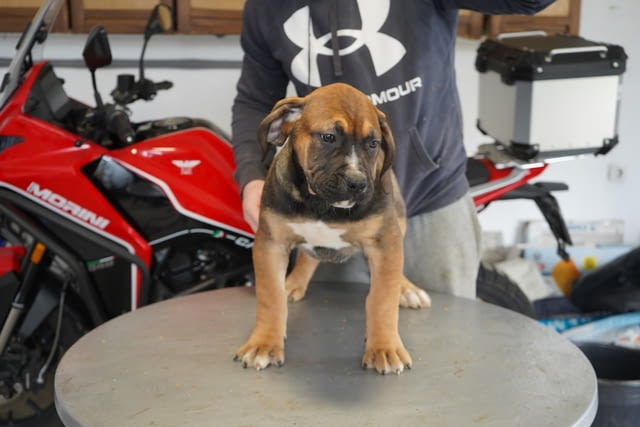 Южноафрикански мастиф – Boerboel кученца Другa, Ваксинирано - Да, Обезпаразитено - Да - град Извън България | Кучета - снимка 5