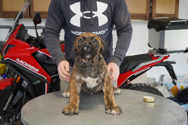 Южноафрикански мастиф – Boerboel кученца Другa, Ваксинирано - Да, Обезпаразитено - Да - град Извън България | Кучета - снимка 6