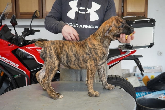 Южноафрикански мастиф – Boerboel кученца Другa, Ваксинирано - Да, Обезпаразитено - Да - град Извън България | Кучета - снимка 7