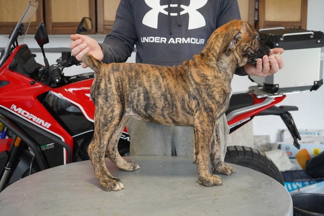 Южноафрикански мастиф – Boerboel кученца Другa, Ваксинирано - Да, Обезпаразитено - Да - град Извън България | Кучета - снимка 8