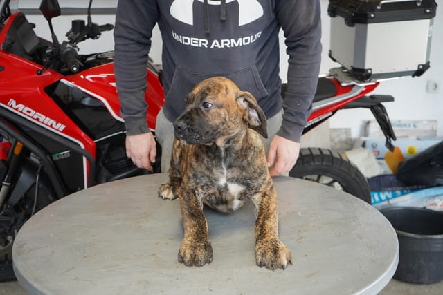 Южноафрикански мастиф – Boerboel кученца Другa, Ваксинирано - Да, Обезпаразитено - Да - град Извън България | Кучета - снимка 9