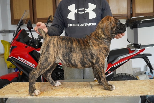 Южноафрикански мастиф – Boerboel кученца Другa, Ваксинирано - Да, Обезпаразитено - Да - град Извън България | Кучета - снимка 10