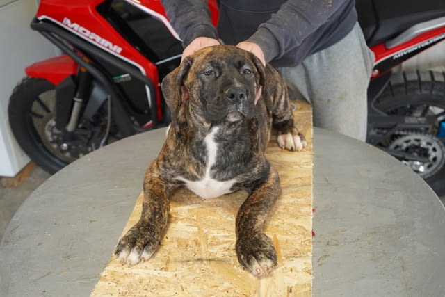 Южноафрикански мастиф – Boerboel кученца Другa, Ваксинирано - Да, Обезпаразитено - Да - град Извън България | Кучета - снимка 11