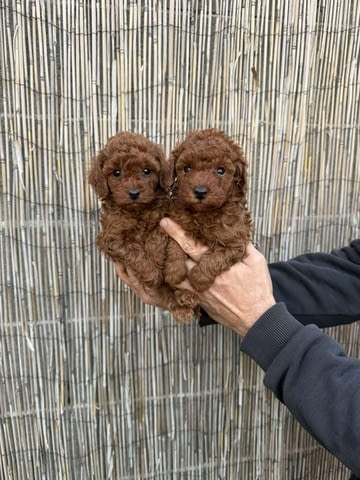 Сладки Той Пудели Toy Poodle, 2 Months, Vaccinated - Yes - city of Sofia | Dogs - снимка 1