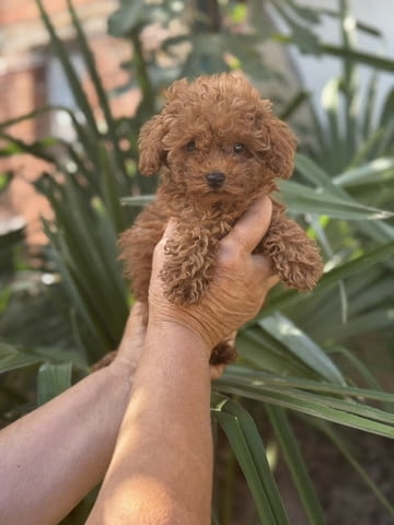 Сладки Той Пудели Toy Poodle, 2 Months, Vaccinated - Yes - city of Sofia | Dogs - снимка 3