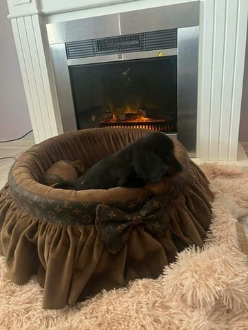 Дългокосмести джудже дакели Дакел дългокосмест, 3 месеца, Ваксинирано - Да - град Извън България | Кучета - снимка 1