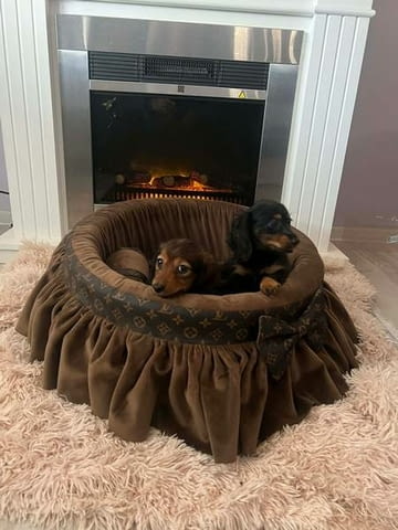 Дългокосмести джудже дакели Дакел дългокосмест, 3 месеца, Ваксинирано - Да - град Извън България | Кучета - снимка 2