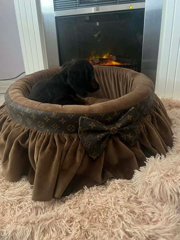 Дългокосмести джудже дакели Дакел дългокосмест, 3 месеца, Ваксинирано - Да - град Извън България | Кучета - снимка 3