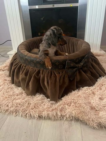 Дългокосмести джудже дакели Дакел дългокосмест, 3 месеца, Ваксинирано - Да - град Извън България | Кучета - снимка 4