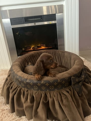 Дългокосмести джудже дакели Дакел дългокосмест, 3 месеца, Ваксинирано - Да - град Извън България | Кучета - снимка 5