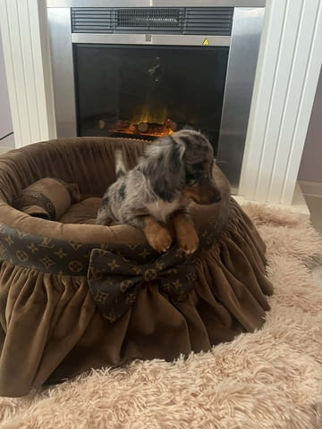 Дългокосмести джудже дакели Дакел дългокосмест, 3 месеца, Ваксинирано - Да - град Извън България | Кучета - снимка 6