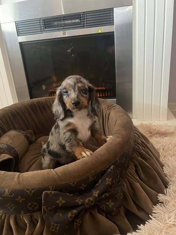 Дългокосмести джудже дакели Дакел дългокосмест, 3 месеца, Ваксинирано - Да - град Извън България | Кучета - снимка 7