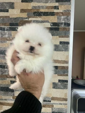 Кученца Померан Померан (Малък английски шпиц), 2 месеца, Ваксинирано - Да - град Извън България | Кучета - снимка 1