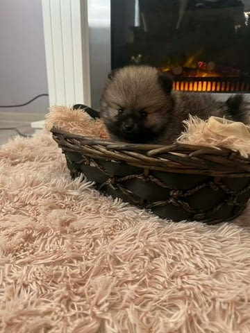 Кученца Померан Померан (Малък английски шпиц), 2 месеца, Ваксинирано - Да - град Извън България | Кучета - снимка 3