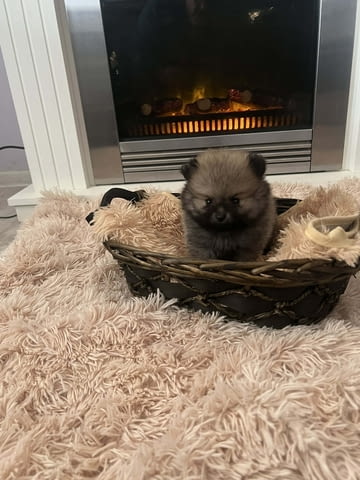 Кученца Померан Померан (Малък английски шпиц), 2 месеца, Ваксинирано - Да - град Извън България | Кучета - снимка 5