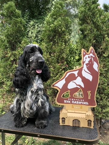 Английски кокер шпаньол – прекрасни кученца Английски кокерспаниел, Ваксинирано - Да, Обезпаразитено - Да - град Извън България | Кучета - снимка 4