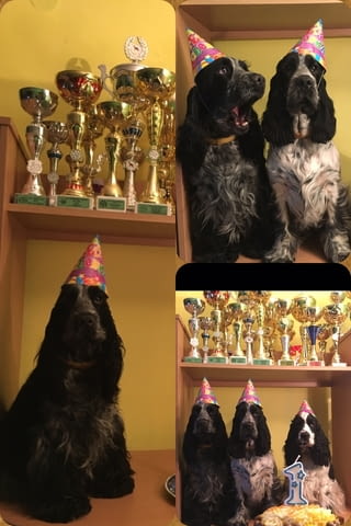 Английски кокер шпаньол – прекрасни кученца Английски кокерспаниел, Ваксинирано - Да, Обезпаразитено - Да - град Извън България | Кучета - снимка 5