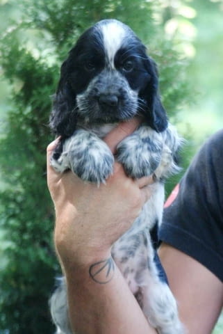 Английски кокер шпаньол – прекрасни кученца Английски кокерспаниел, Ваксинирано - Да, Обезпаразитено - Да - град Извън България | Кучета - снимка 6