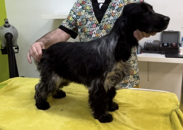 Английски кокер шпаньол – прекрасни кученца Английски кокерспаниел, Ваксинирано - Да, Обезпаразитено - Да - град Извън България | Кучета - снимка 7