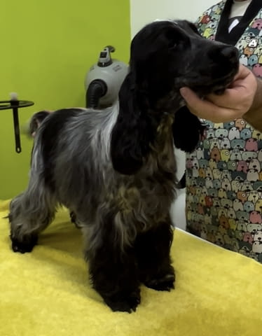 Английски кокер шпаньол – прекрасни кученца Английски кокерспаниел, Ваксинирано - Да, Обезпаразитено - Да - град Извън България | Кучета - снимка 9