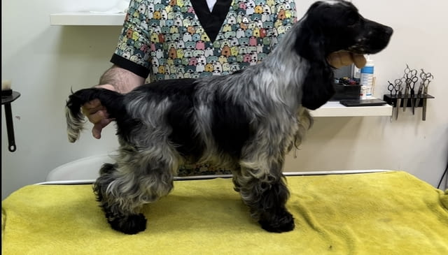 Английски кокер шпаньол – прекрасни кученца Английски кокерспаниел, Ваксинирано - Да, Обезпаразитено - Да - град Извън България | Кучета - снимка 10