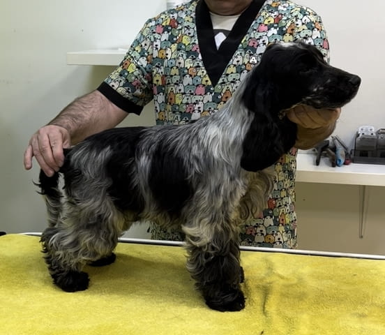 Английски кокер шпаньол – прекрасни кученца Английски кокерспаниел, Ваксинирано - Да, Обезпаразитено - Да - град Извън България | Кучета - снимка 11