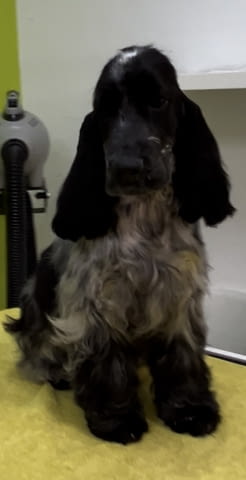 Английски кокер шпаньол – прекрасни кученца Английски кокерспаниел, Ваксинирано - Да, Обезпаразитено - Да - град Извън България | Кучета - снимка 12