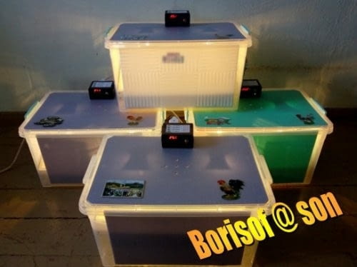 Инкубатори Друг, Друга - град Велико Търново | Птици / Екзотични - снимка 2