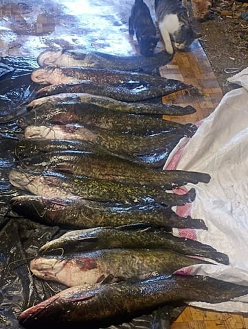 Електровъдици - град Велико Търново | Лов / Риболов - снимка 3