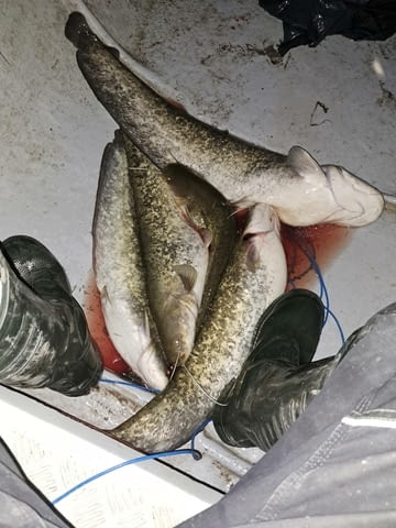 Електровъдици - град Велико Търново | Лов / Риболов - снимка 7