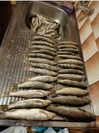 Електровъдици - град Велико Търново | Лов / Риболов - снимка 8