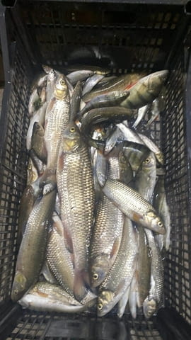 Електровъдици - град Велико Търново | Лов / Риболов - снимка 10