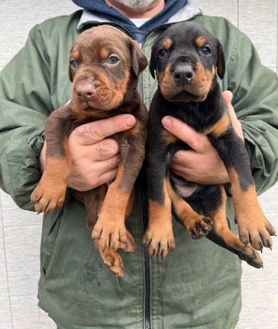 Добермански кученца за продажба Ваксинирано - Да, Обезпаразитено - Да - град Извън България | Кучета - снимка 1