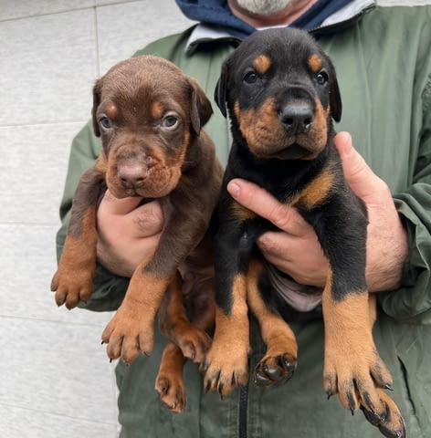 Добермански кученца за продажба Ваксинирано - Да, Обезпаразитено - Да - град Извън България | Кучета - снимка 2
