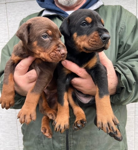 Добермански кученца за продажба Ваксинирано - Да, Обезпаразитено - Да - град Извън България | Кучета - снимка 3
