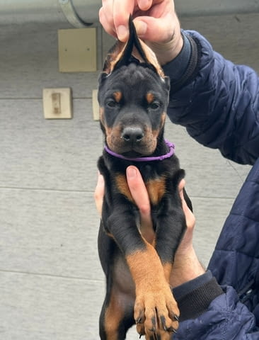 Добермански кученца за продажба Ваксинирано - Да, Обезпаразитено - Да - град Извън България | Кучета - снимка 4