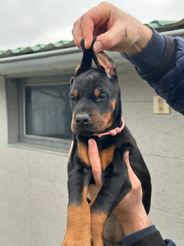 Добермански кученца за продажба Ваксинирано - Да, Обезпаразитено - Да - град Извън България | Кучета - снимка 5