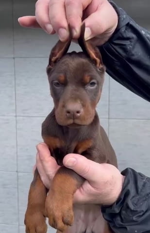 Добермански кученца за продажба Ваксинирано - Да, Обезпаразитено - Да - град Извън България | Кучета - снимка 6