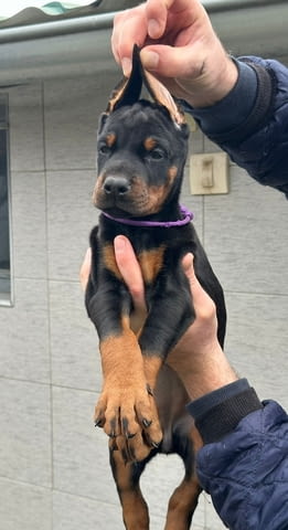 Добермански кученца за продажба Ваксинирано - Да, Обезпаразитено - Да - град Извън България | Кучета - снимка 7