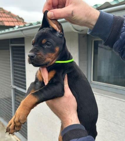 Добермански кученца за продажба Ваксинирано - Да, Обезпаразитено - Да - град Извън България | Кучета - снимка 8