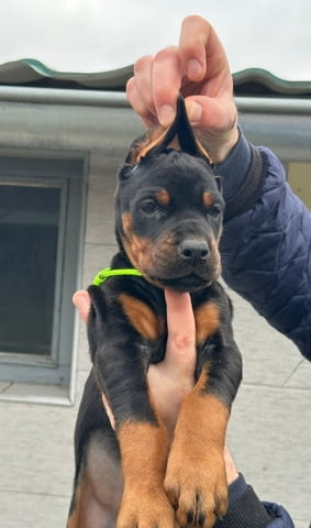 Добермански кученца за продажба Ваксинирано - Да, Обезпаразитено - Да - град Извън България | Кучета - снимка 10