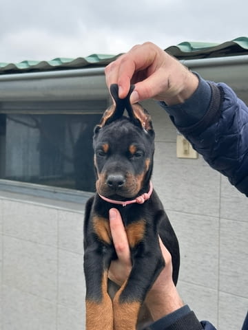 Добермански кученца за продажба Ваксинирано - Да, Обезпаразитено - Да - град Извън България | Кучета - снимка 12