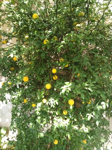 Продавам бял маргарит, липа, рустефина, лигуструм, ясен, див лимон, зимен жасмин, глициния, - снимка 1