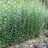 Продавам бял маргарит, липа, рустефина, лигуструм, ясен, див лимон, зимен жасмин, глициния, - снимка 2